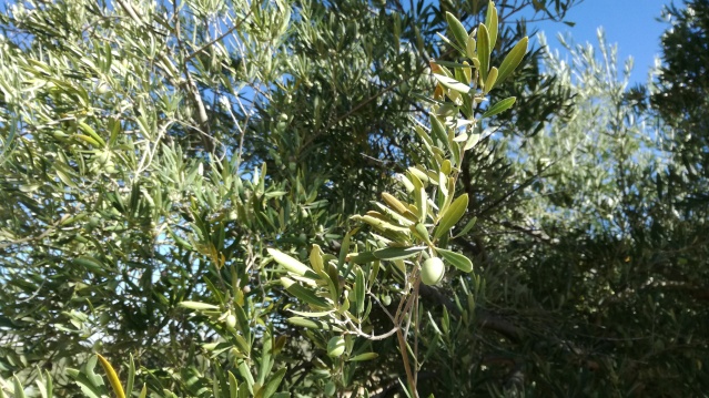 Olivos puntas quemadas (Córdoba) 2aj2v43