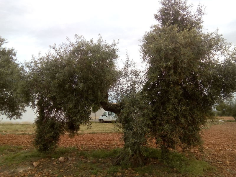 Variedad de olivo (Ciudad Real) 2gum5up