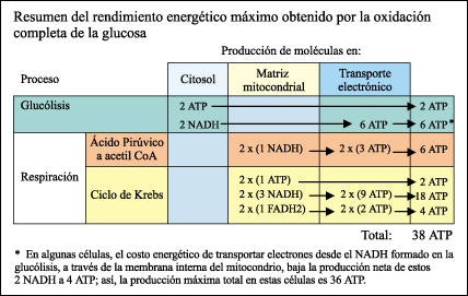 OXIDACIONES BIOLÓGICAS (Cuestionario fecha: 21-28 agosto, 2016) 2ngvu3q