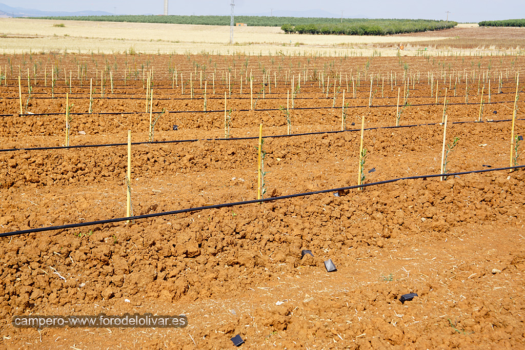 Plantación de olivar superintensivo e intensivo (Badajoz) 2qn1ohj