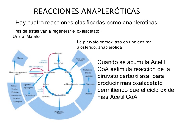 Unidad-I: OXIDACIONES BIOLÓGICAS (Cuestionario p/semana: 14-21 agosto, 2016) 2rmsjmr