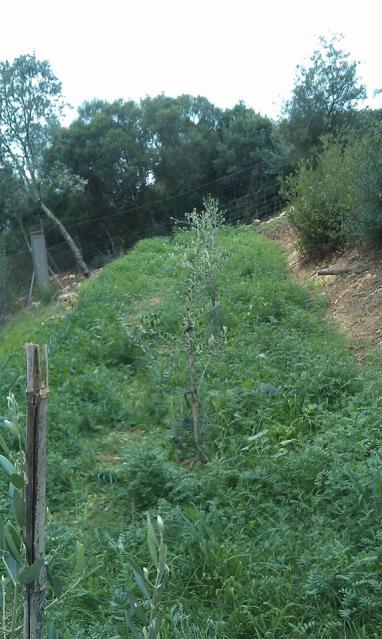 Tratamiento plantones de olivo post-plantación (Badajoz) 2rqfs4p