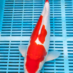 Koi Varieties and History. 2zitptz