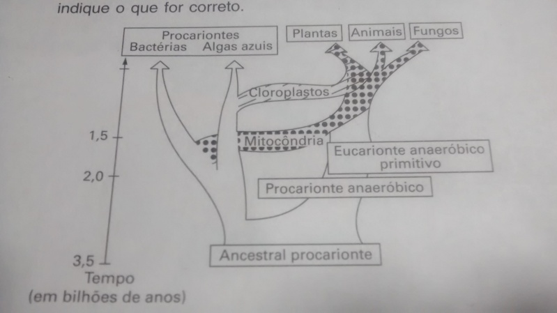 (UEM-PR) Relações evolutivas entre os seres 30ml9bd