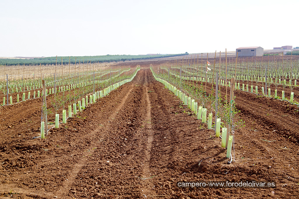 Plantación de olivar en espaldera 34yrcde