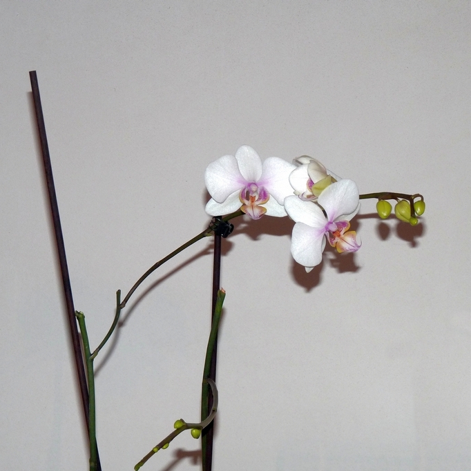 orchidée phalaenopsis  5ulgd4