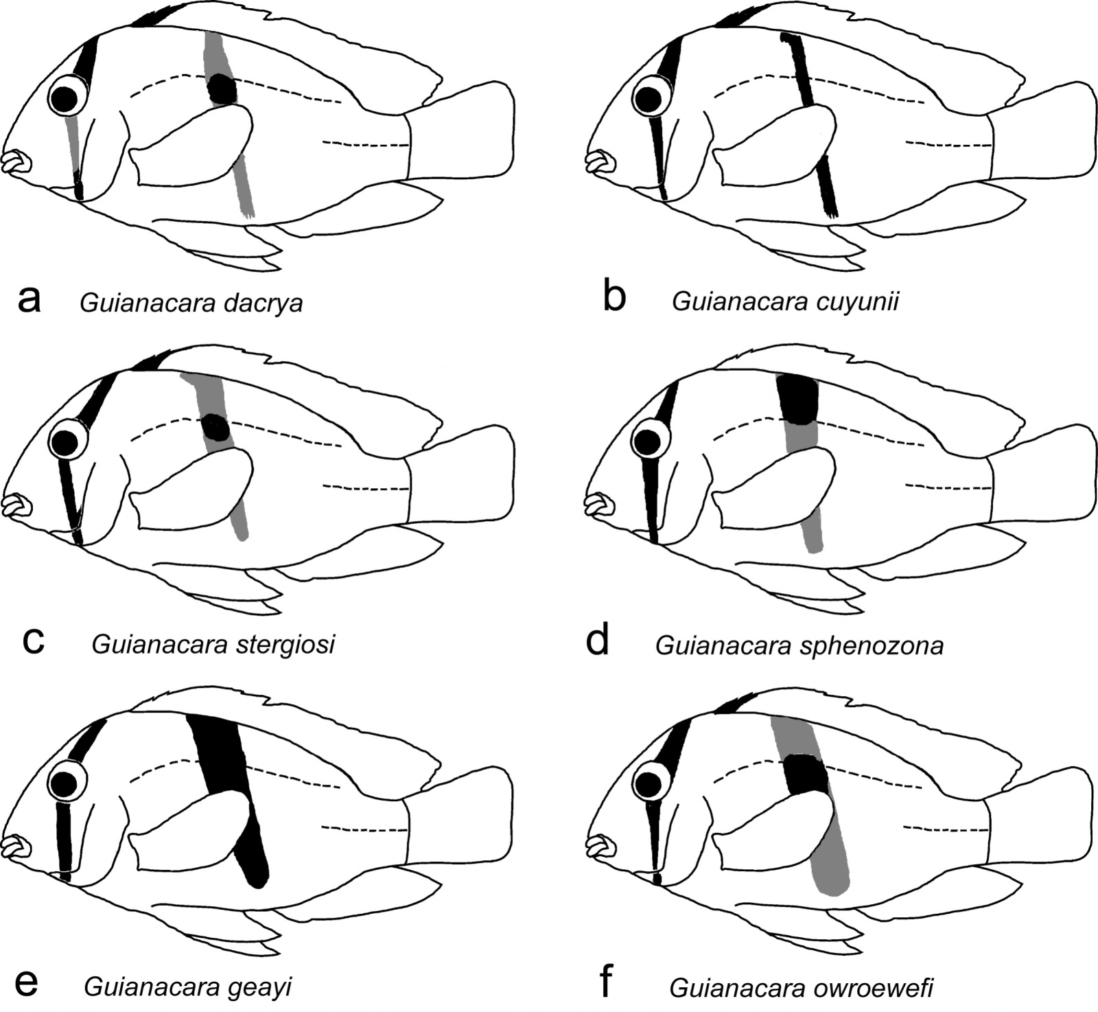 Guianacara stergiosi  (López-Fernández, Taphorn Baechle &  Kullander,  2006	) 6rsnif