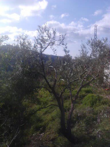 ¿Qué variedad plantar en los Montes de Málaga? 97sdw7