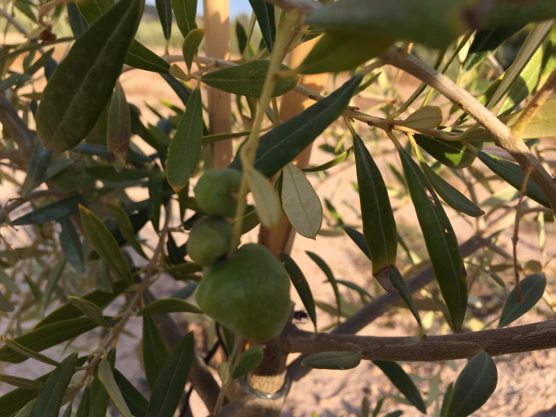 Plantones de olivo que no crecen, aceitunas deformes, hojas amarillas y plantón que se seca (Murcia) Nlvsbo