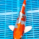 Koi Varieties and History. R0z3gh