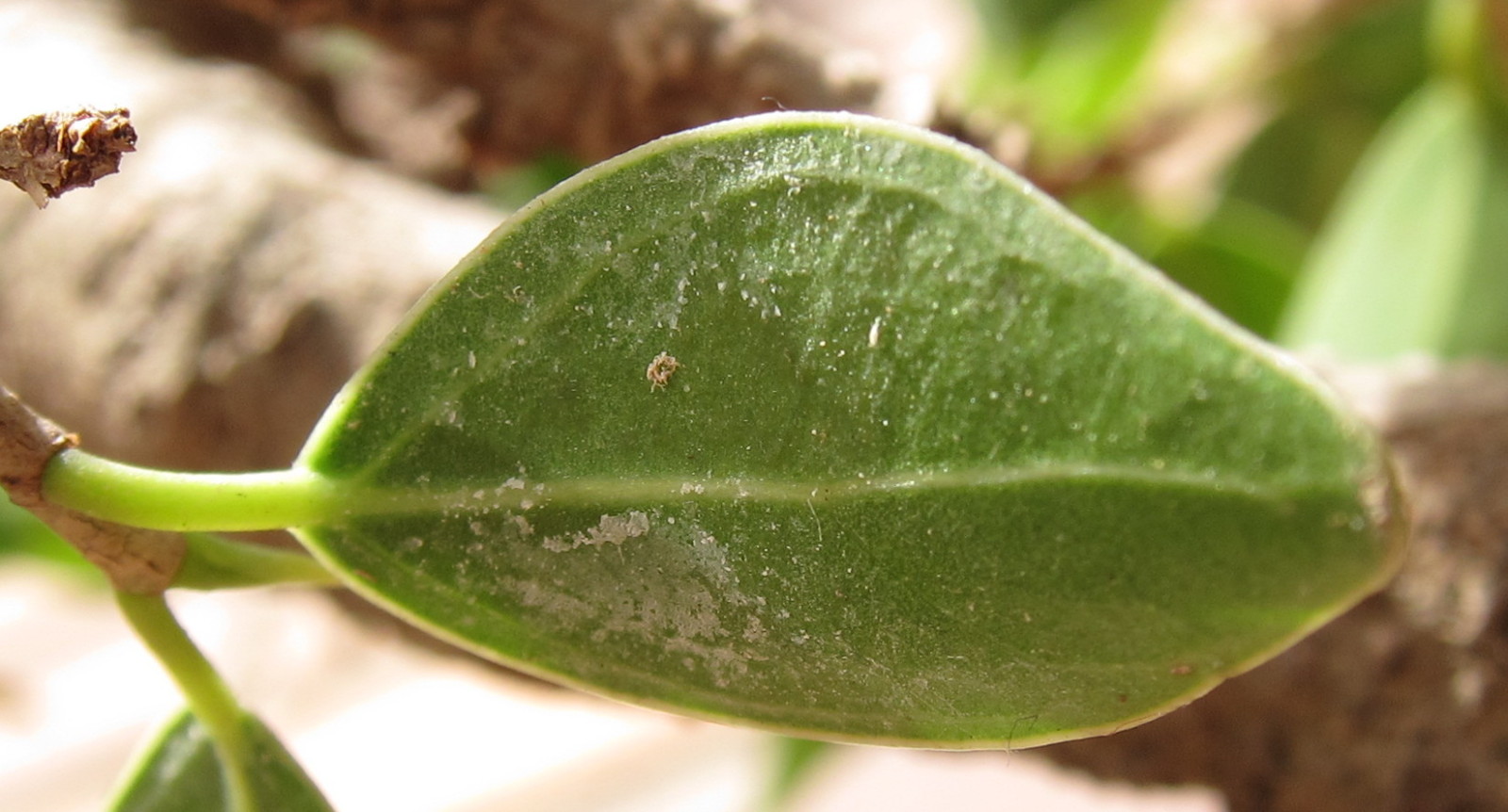 ¡Ayuda con mi ficus ! Hojas amarillas y otras con "escarcha" Rvbucw