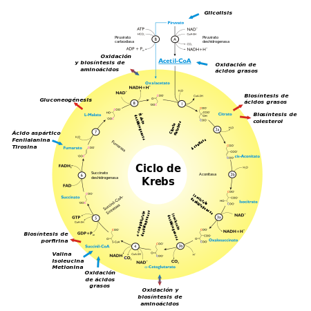 Unidad-I: OXIDACIONES BIOLÓGICAS (Cuestionario p/semana: 14-21 agosto, 2016) Wjghuv