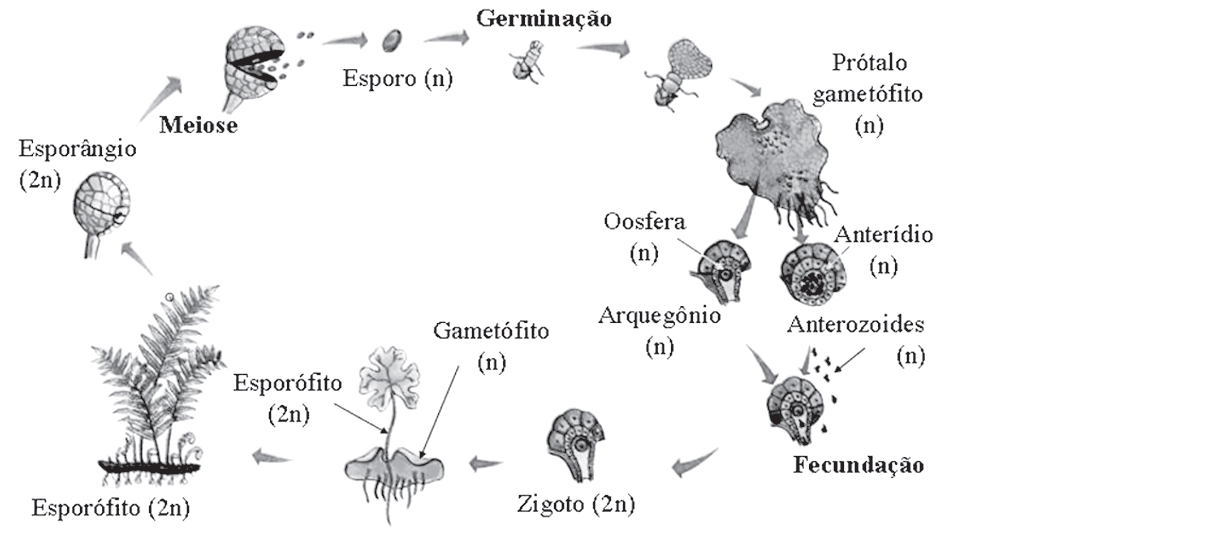 UEFS-2017.1 Ciclo de vida das Pteridófitas 1o7olc