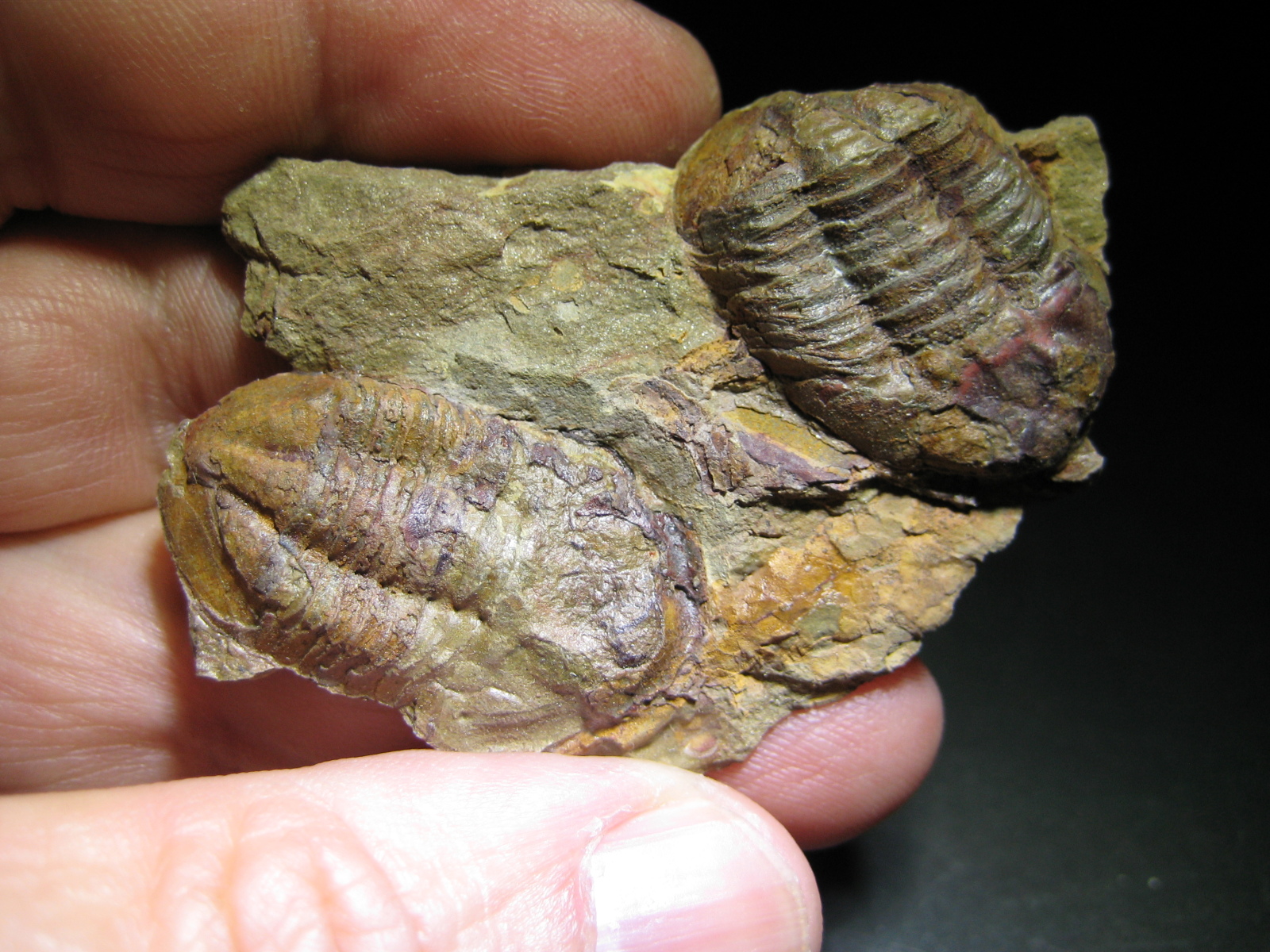 Mis trilobites. 1zdvx5d