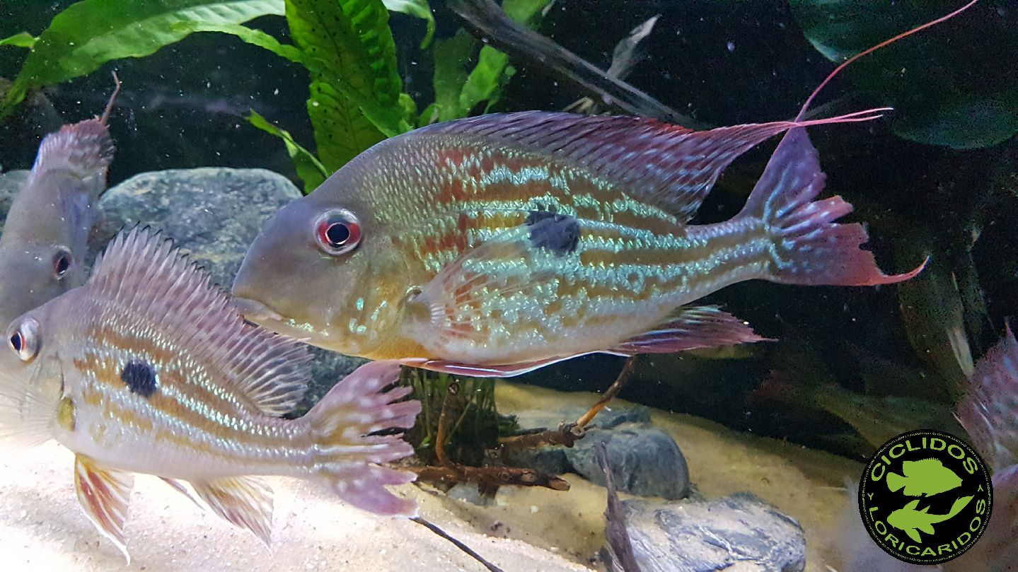 Geophagus winemilleri LÓPEZ-FERNÁNDEZ & TAPHORN, 2004 - Página 3 242d05v