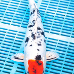 Koi Varieties and History. 24l7n7l