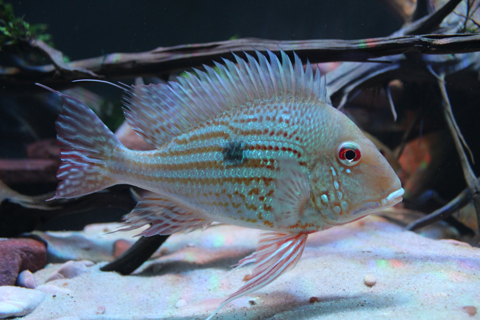 Geophagus abalios López-Fernández & Taphorn, 2004 2a6ow8p