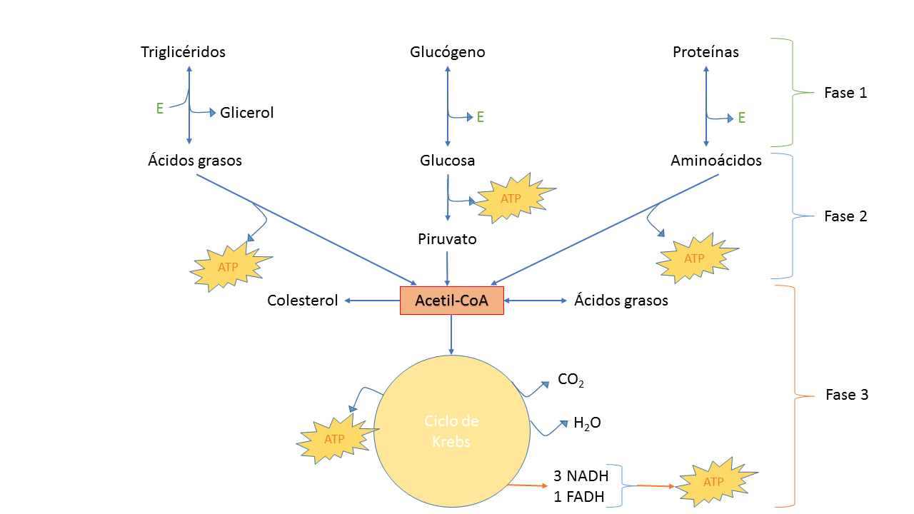 I- Cuestionario reflexivo (Introducción al Metabolismo) 2ahcjk9