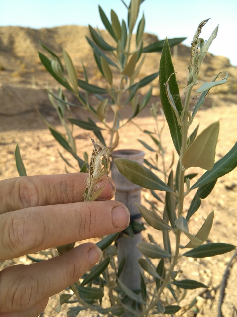 Crecimiento de plantones olivo - Página 10 2mcim8m