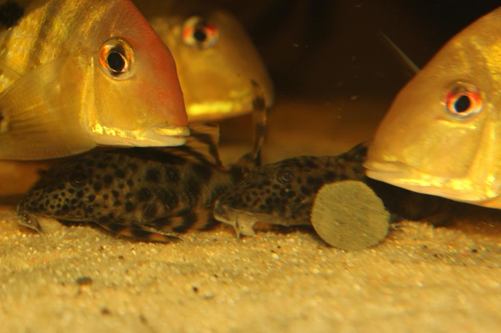 Geophagus sp.Tapajos 2mhx63t