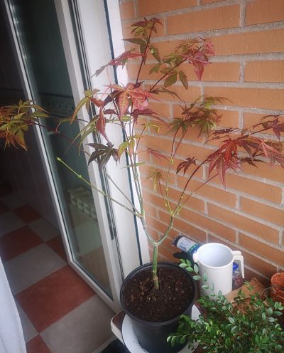 Necesito una mano con este arce y este ficus (ahora con imágenes) 2pzbuza