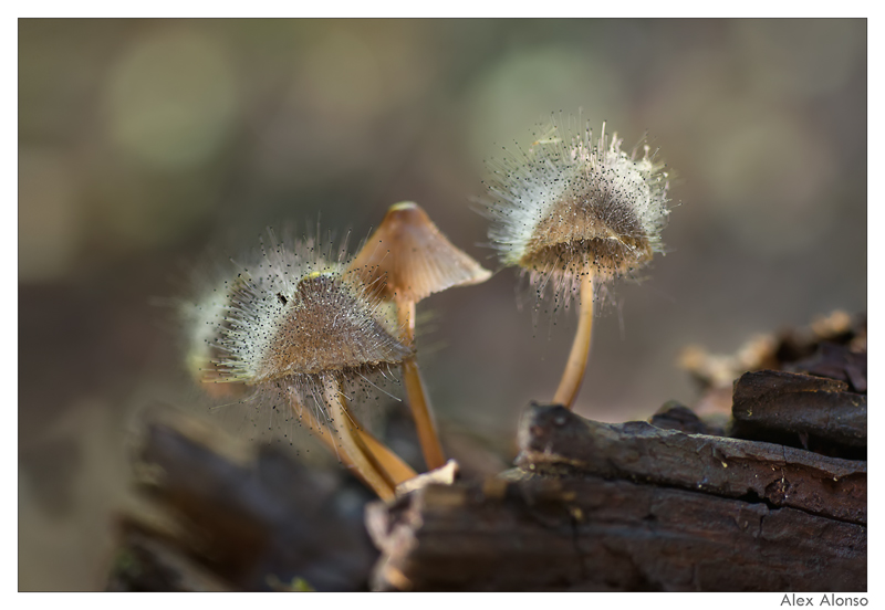 Mycena inclinata,  2q0nl0o