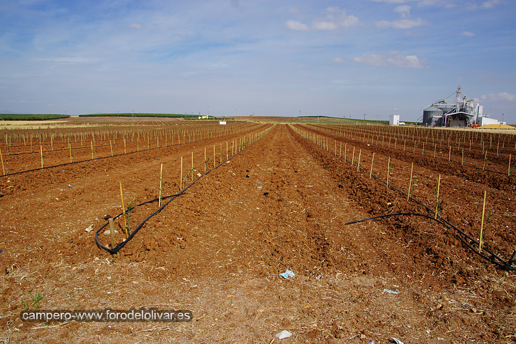 Plantación de olivar superintensivo e intensivo (Badajoz) 2qxxmco