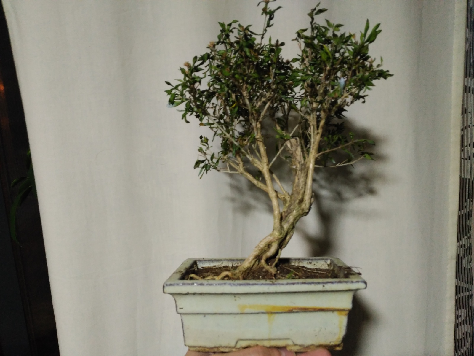 Recuperar Bonsai Seco 2v2jpya