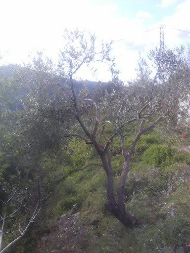 ¿Qué variedad plantar en los Montes de Málaga? 2ykdxe8