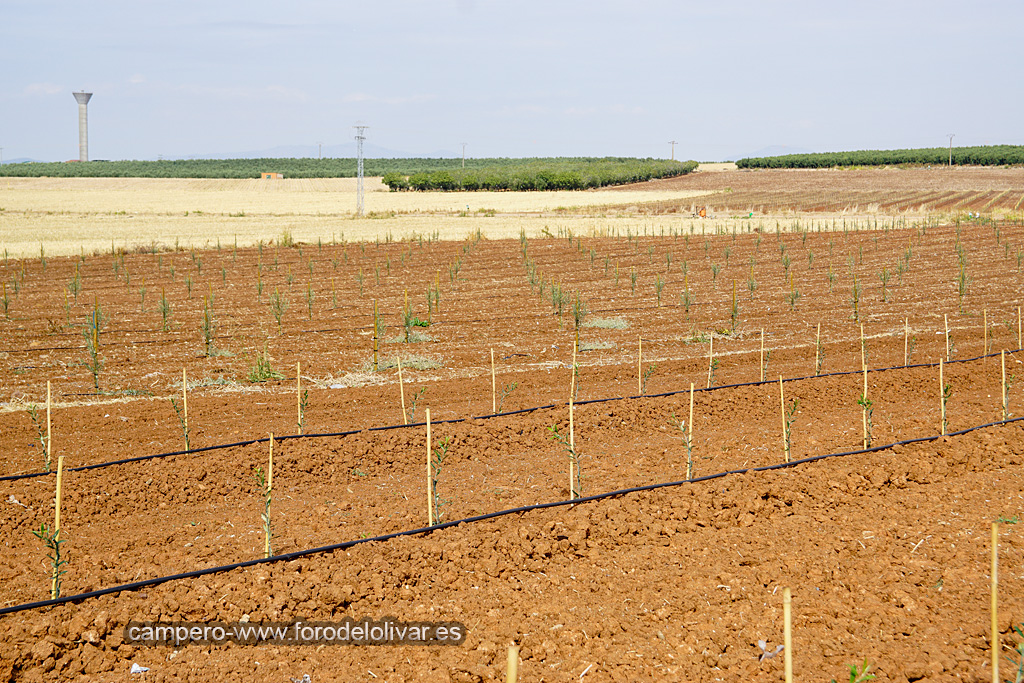 Plantación de olivar superintensivo e intensivo (Badajoz) 4fz66a