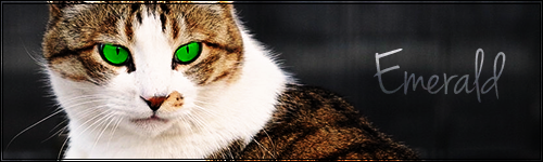 Kitten search {Venom X Emeraldtail} (uitslag bekend) 4sb01y