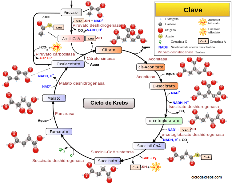 Unidad-I: OXIDACIONES BIOLÓGICAS (Cuestionario p/semana: 14-21 agosto, 2016) 55l4iw