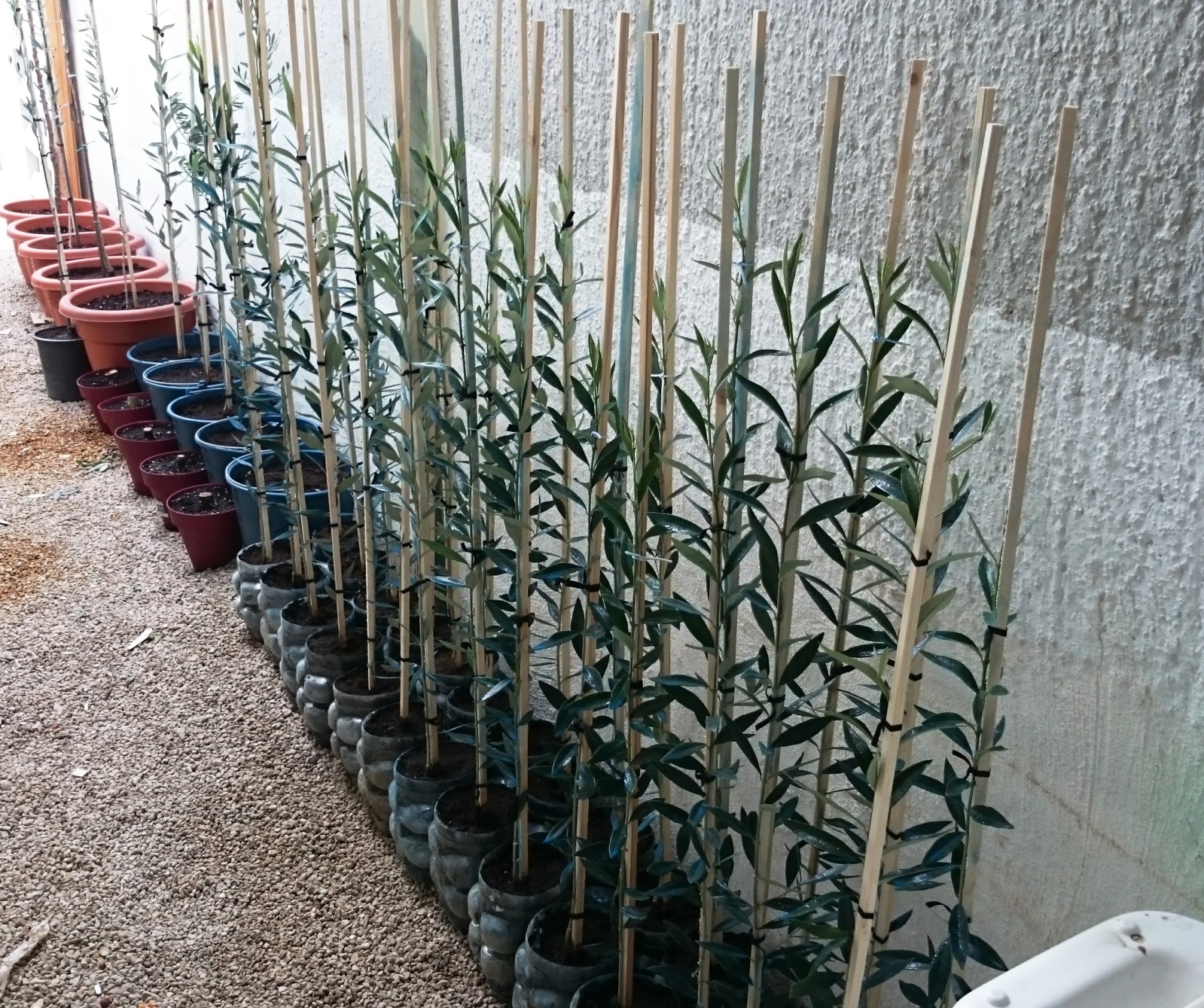 Crecimiento de plantones olivo - Página 6 65x4sh