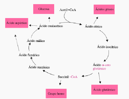 Unidad-I: OXIDACIONES BIOLÓGICAS (Cuestionario p/semana: 14-21 agosto, 2016) 8ydmo0