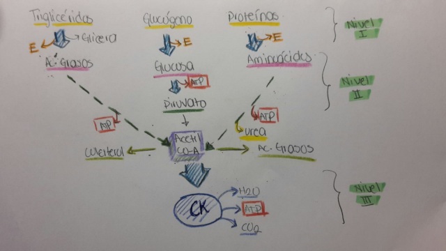 I- Cuestionario reflexivo (Introducción al Metabolismo) Bitq2w