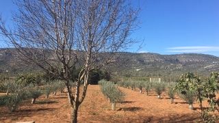 Olivos nuevos, puntas de las hojas en las ramitas como mordidas! Fehwk1