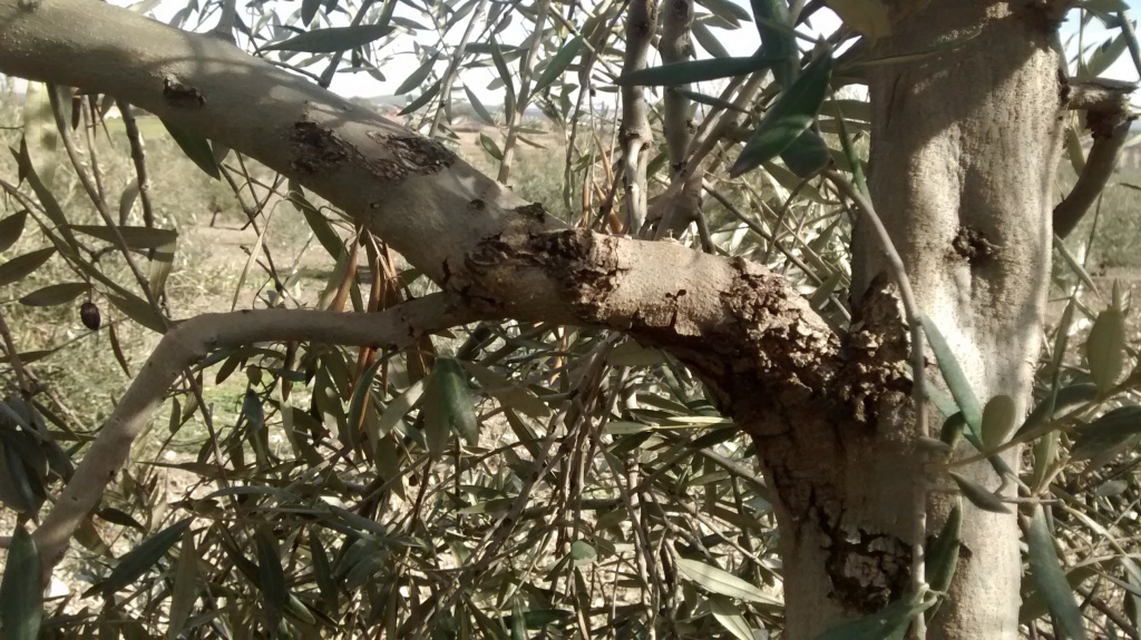 Agusanado del olivo (EUZOPHERA) Mhveie