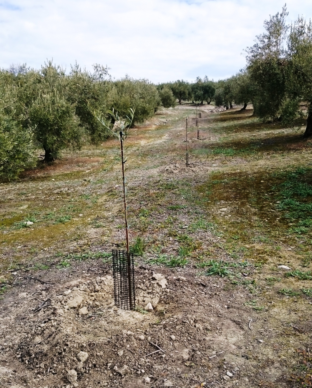 Crecimiento de plantones olivo - Página 7 N2bsl1