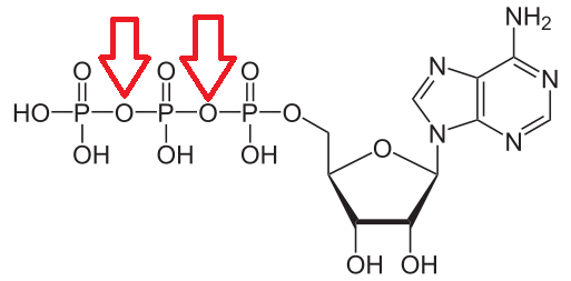 Unidad-I: OXIDACIONES BIOLÓGICAS (Cuestionario p/semana: 14-21 agosto, 2016) Npfas1