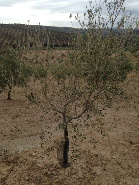 Olivos puntas quemadas (Córdoba) Npffhu