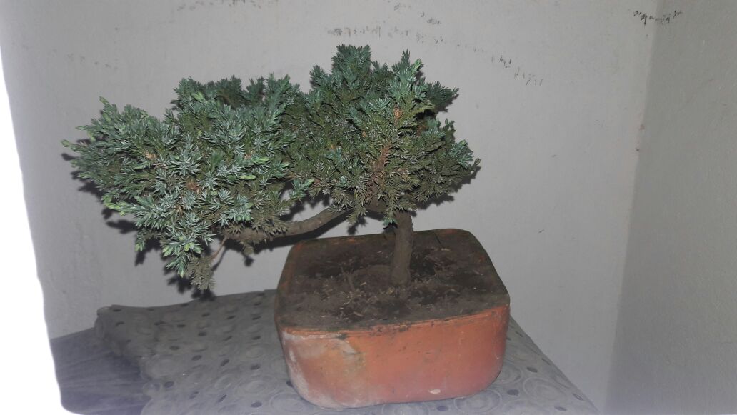 Urgente Ayuda!.  Mi primer bonsai Nx6g0g