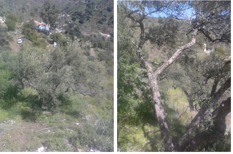 Solicito consejos para podar un olivar abandonado (Málaga) Veq5nq