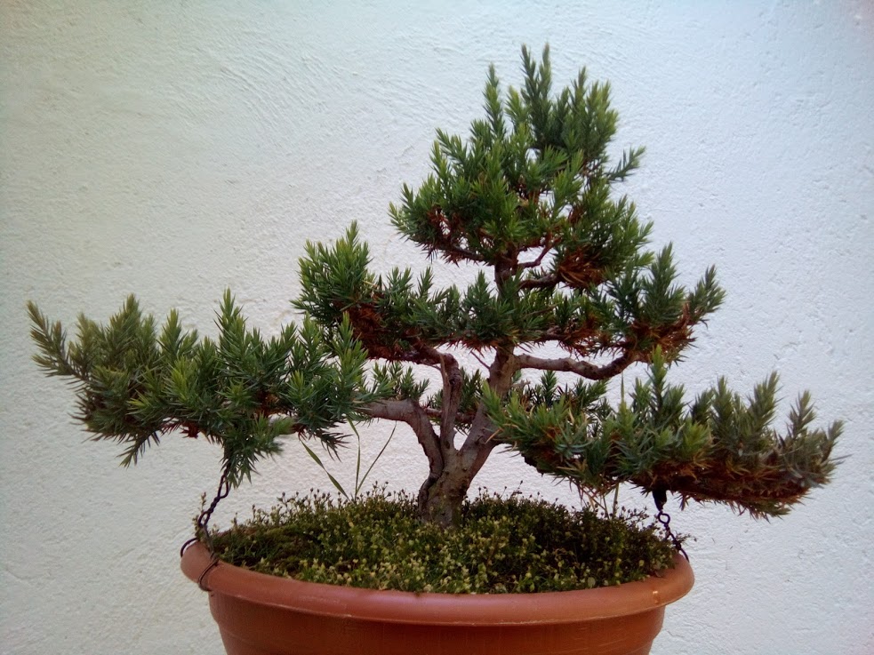 Juniperus chinensis stricta Xf53xk