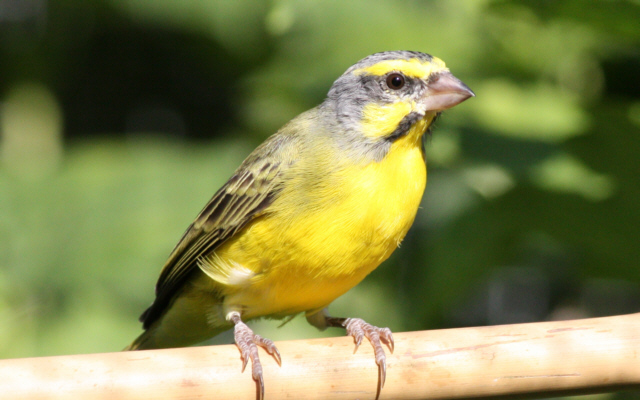 Serin du Mozambique Exo004