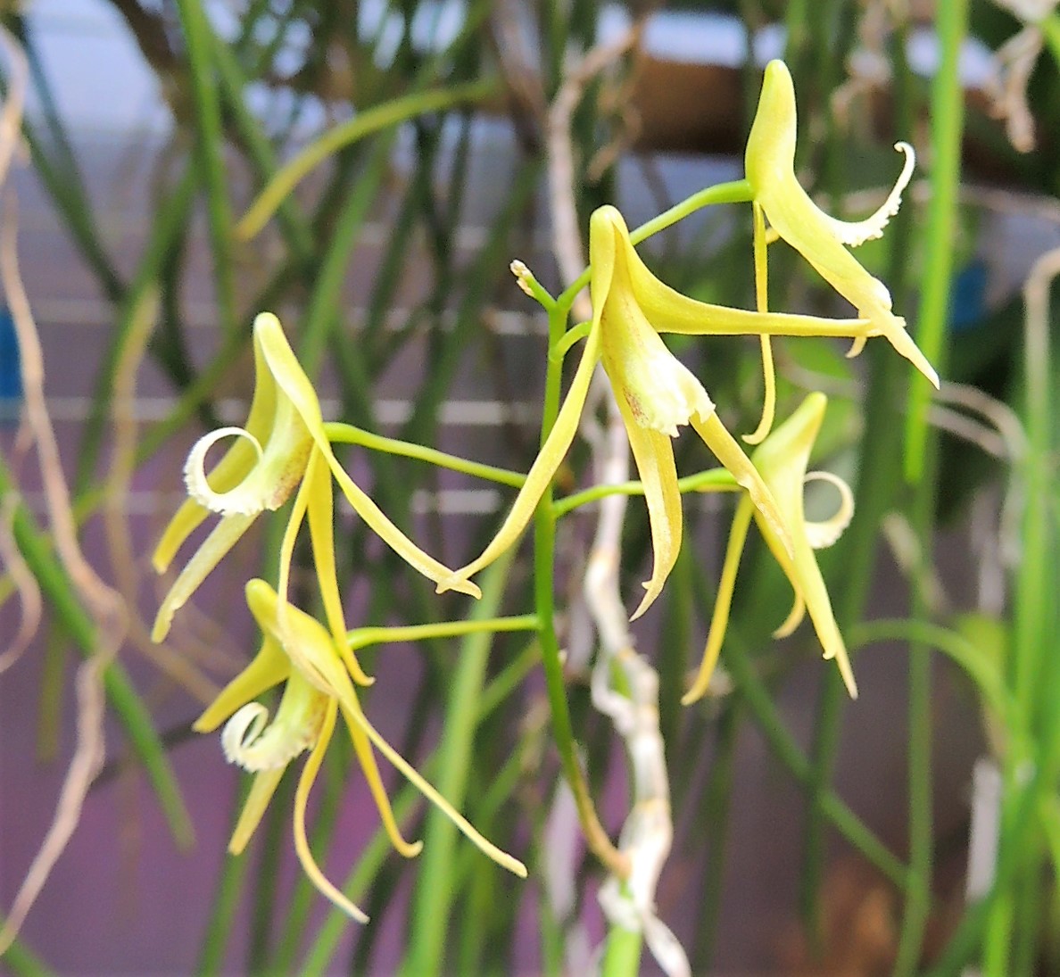  Dendrobium (Dockrillia) teretifolia DSCN3485