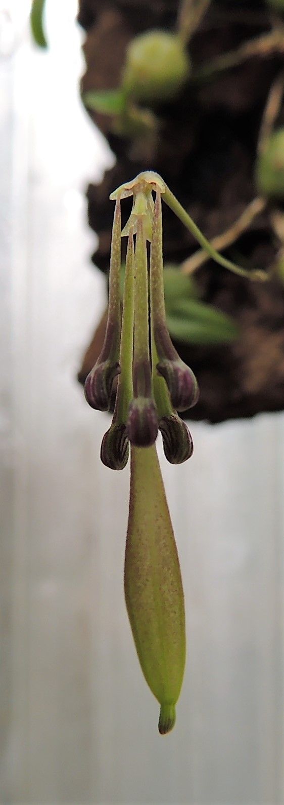 Bulbophyllum physometrum DSCN3715