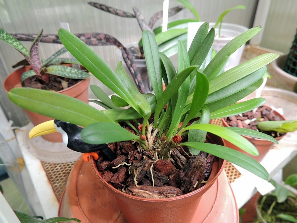 Pleurothallis tribuloides Paste6