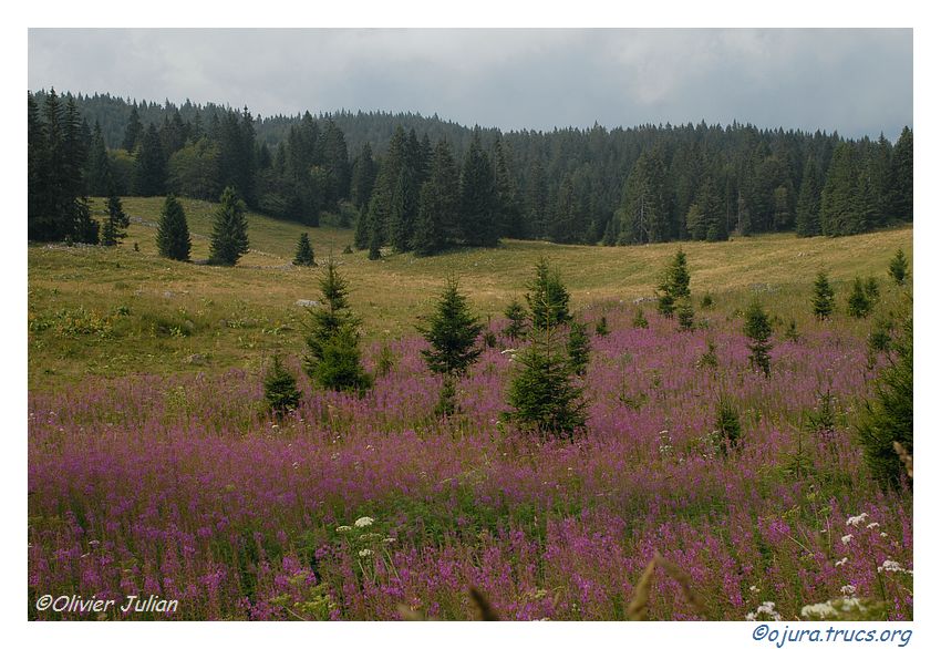 Quelques photos d'Olivier J. paysages et animaux jurassiens 20090807223328-895208a4