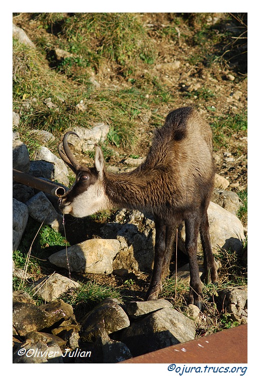 Quelques photos d'Olivier J. paysages et animaux jurassiens 20111018142000-70ade523