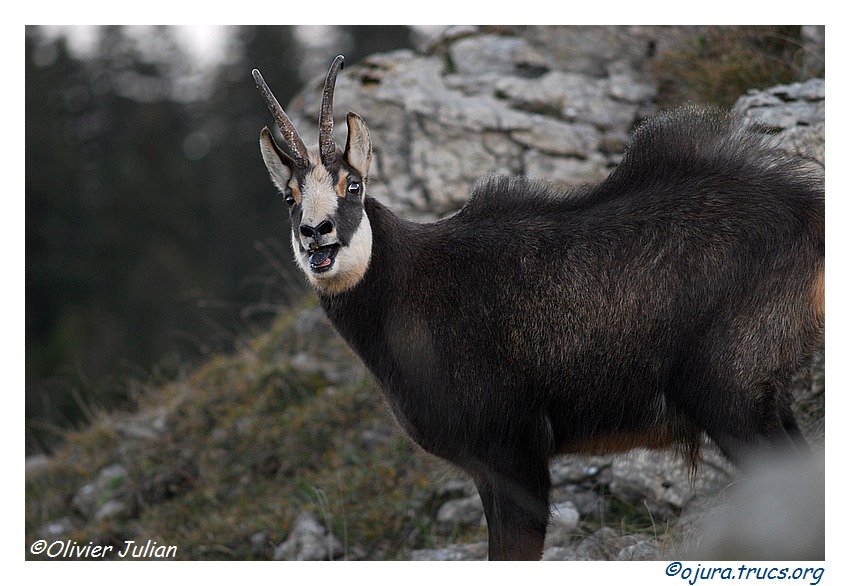 Quelques photos d'Olivier J. paysages et animaux jurassiens 20111018142018-3246c005